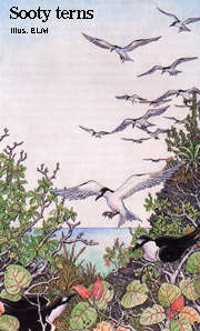 Wild Sooty Tern