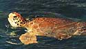 green turtle