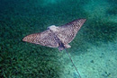 Manta at the Tamarindo Reef