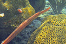 Fish and coral at Tamarindo Reef