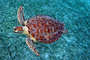 Turtle at the Tamarindo Reef