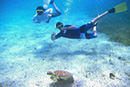 Snorkeling with turtle at the Tamarindo Reef