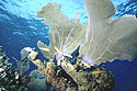 Reef